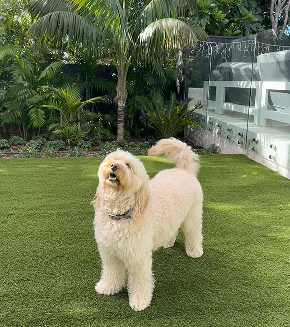 artificialgrass2 Urban Turf Prestige 40mm Artificial Grass